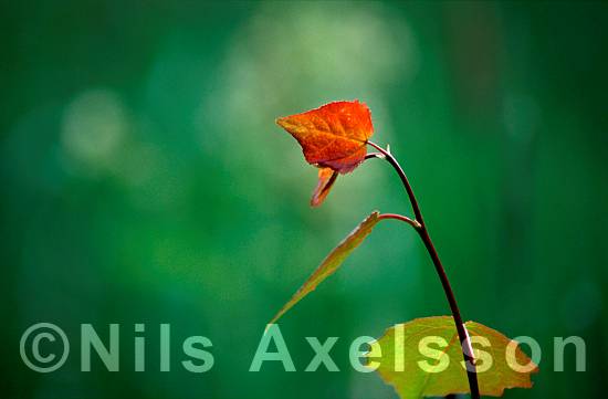 Rött blad mot grönt   ©Foto: Nils Axelsson  #BildID: nadia676ram    