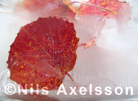Frozen leaves   ©Foto: Nils Axelsson  #BildID: nadig121004014f    